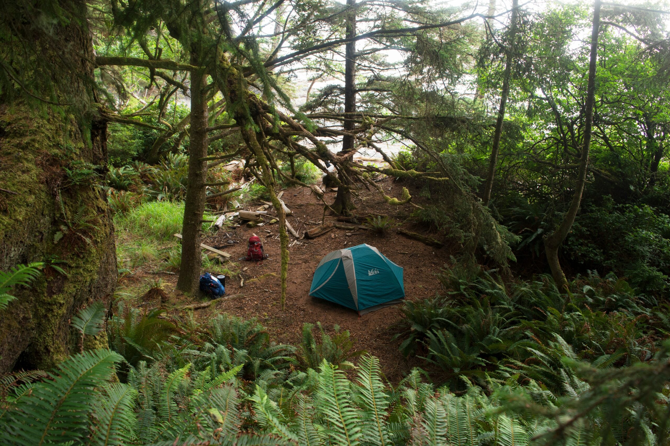 A blue tent is set up in a forest clearing surrounded by ferns and tall trees. Two backpacks sit nearby on the ground. Sunlight filters through the dense canopy above, creating a peaceful, natural setting.