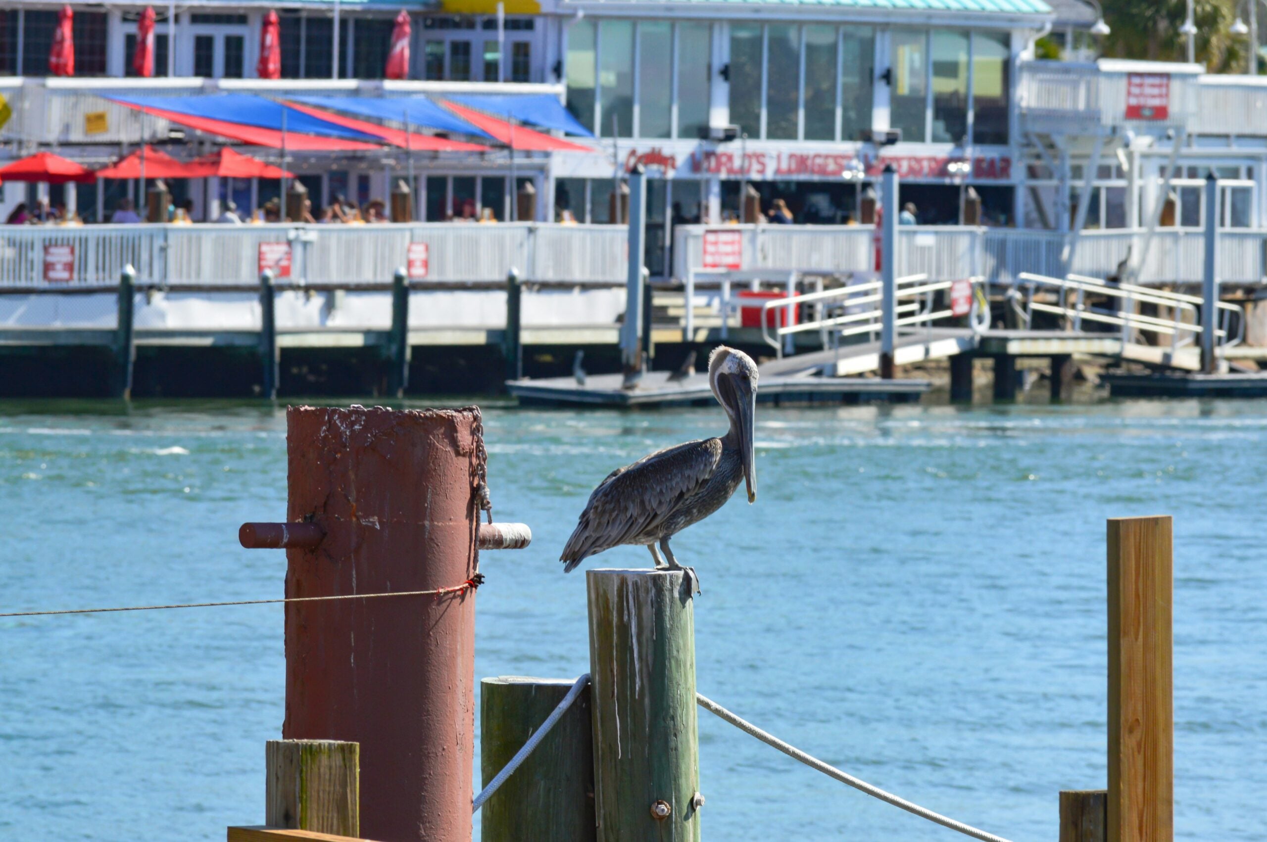 A brown pelican stands on a wooden post by the water, with a waterfront restaurant featuring red umbrellas and people dining in the background.