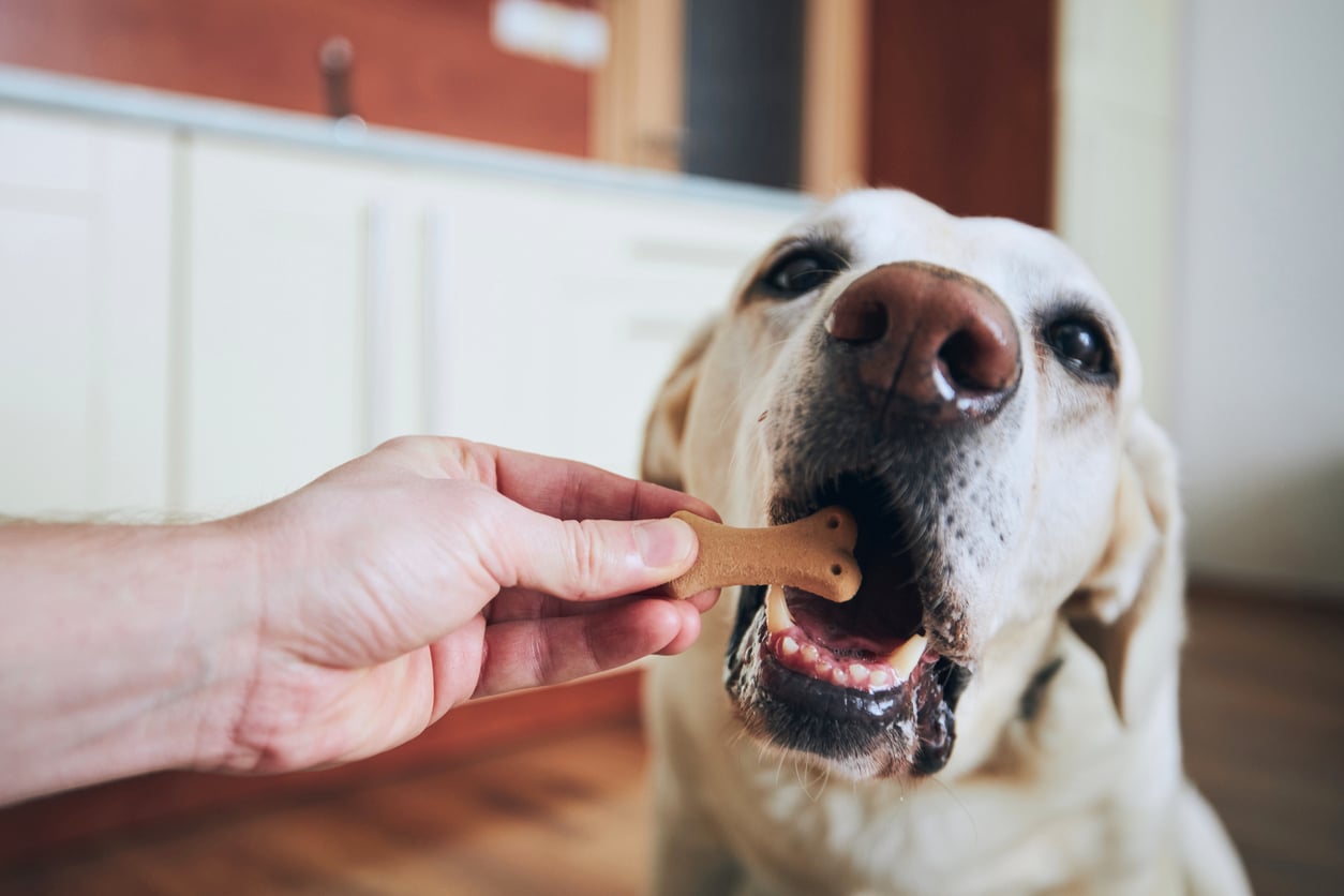 A close-up shows a person’s hand feeding a light-colored Labrador Retriever a bone-shaped dog biscuit in a kitchen, reminding pet owners to choose treats wisely instead of falling for overpriced products.