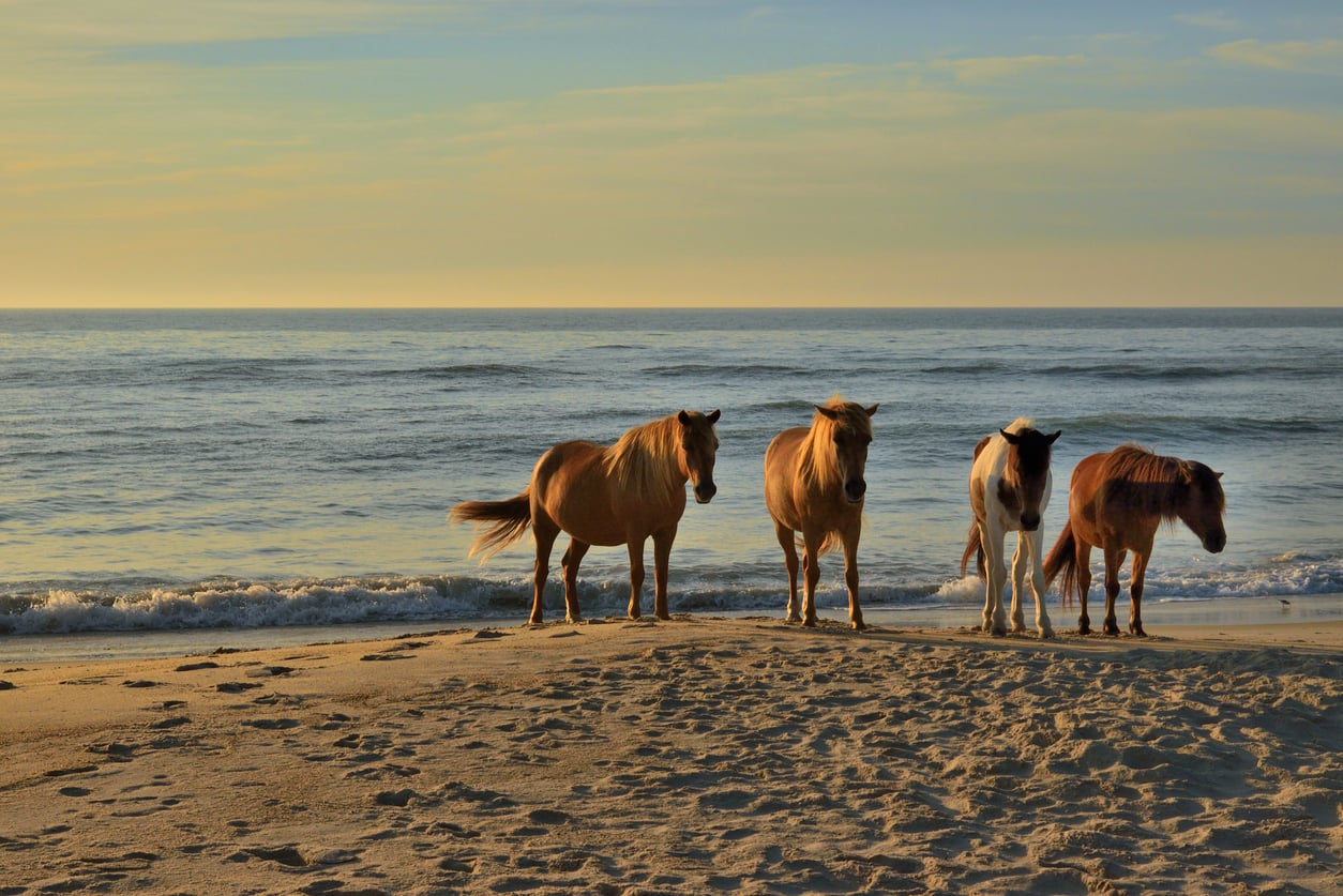 Four wild horses stand on a sandy beach near the shoreline, with gentle ocean waves and a calm sky in the background.