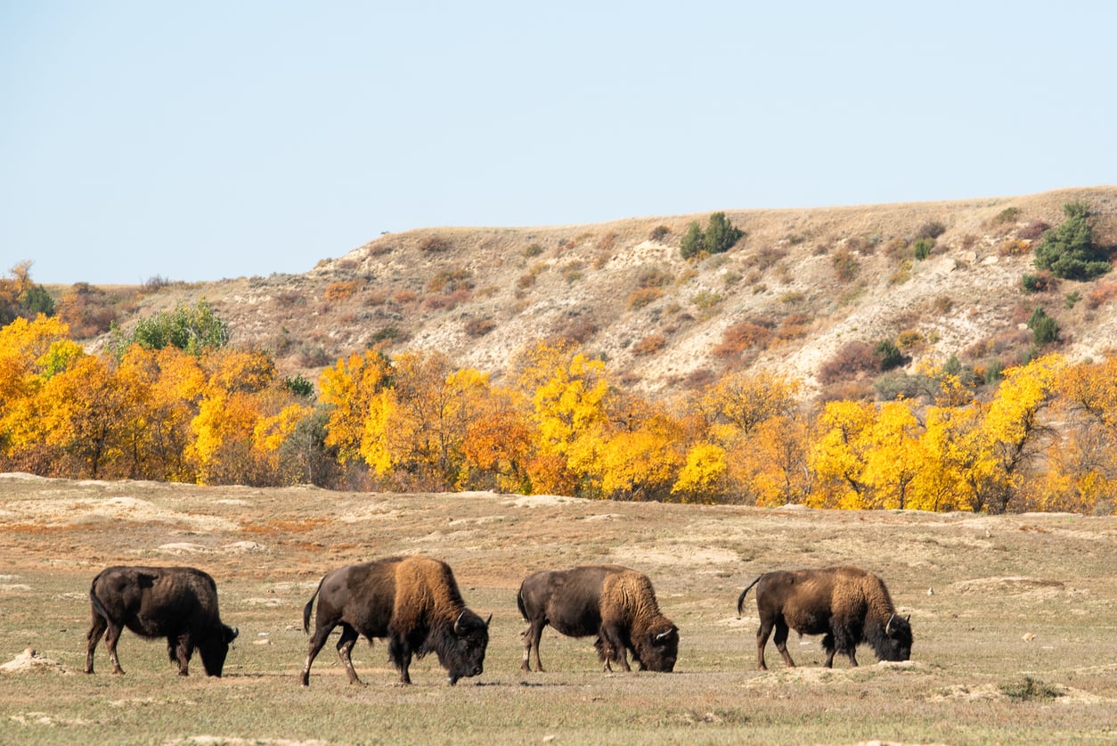 Four bison graze on a grassy plain with a backdrop of autumn trees in vibrant yellow and orange hues and rolling hills under a clear blue sky.