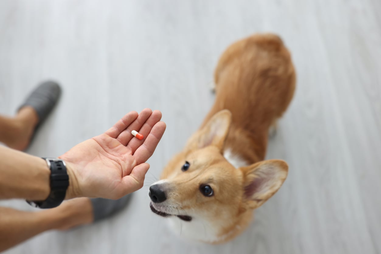 A person holds a capsule pill in their hand while a brown and white corgi dog looks up at them on a light-colored floor.