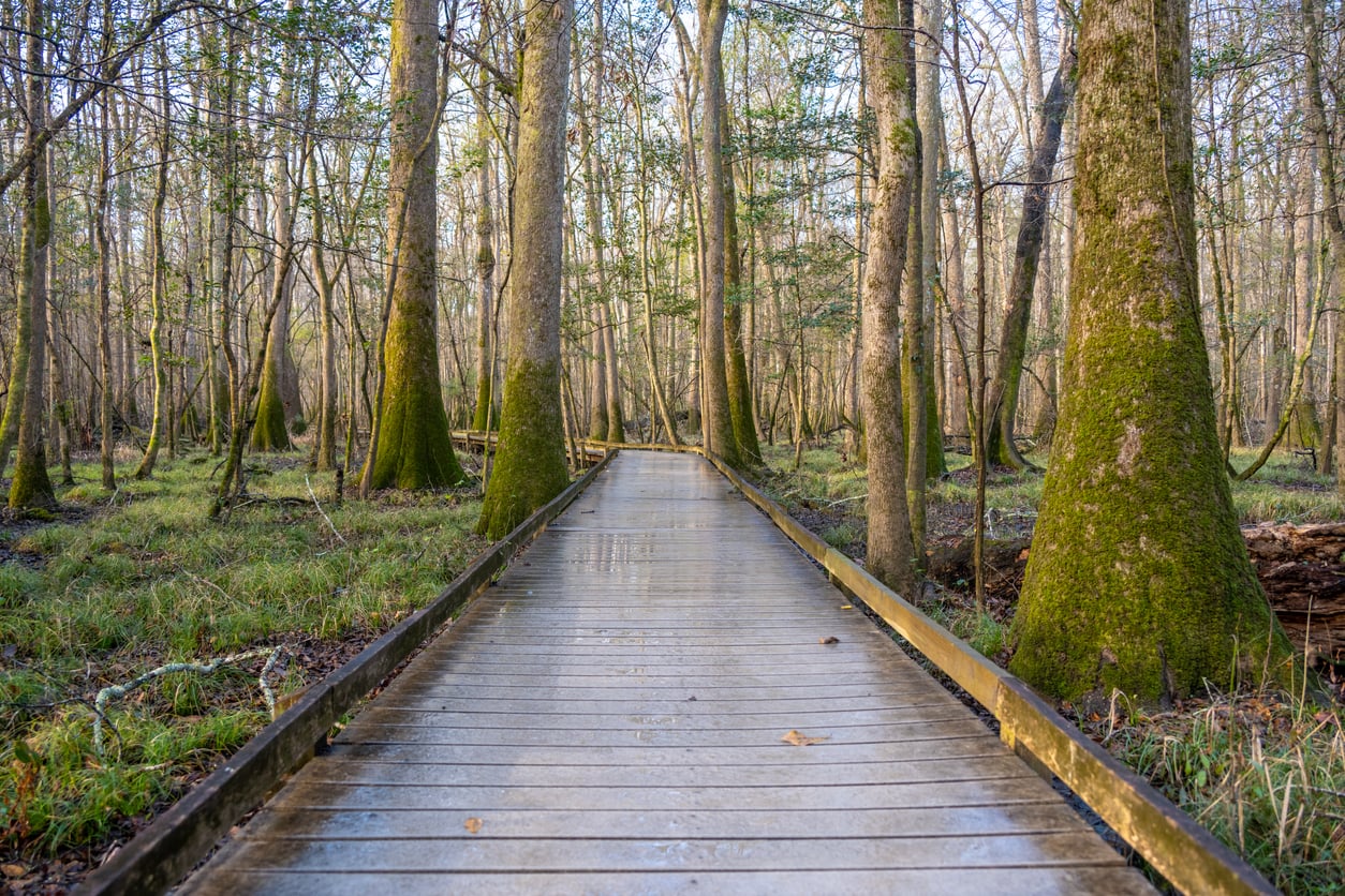 A wooden boardwalk leads through a forest of tall trees with moss-covered trunks and green grass, creating a peaceful, natural scene.