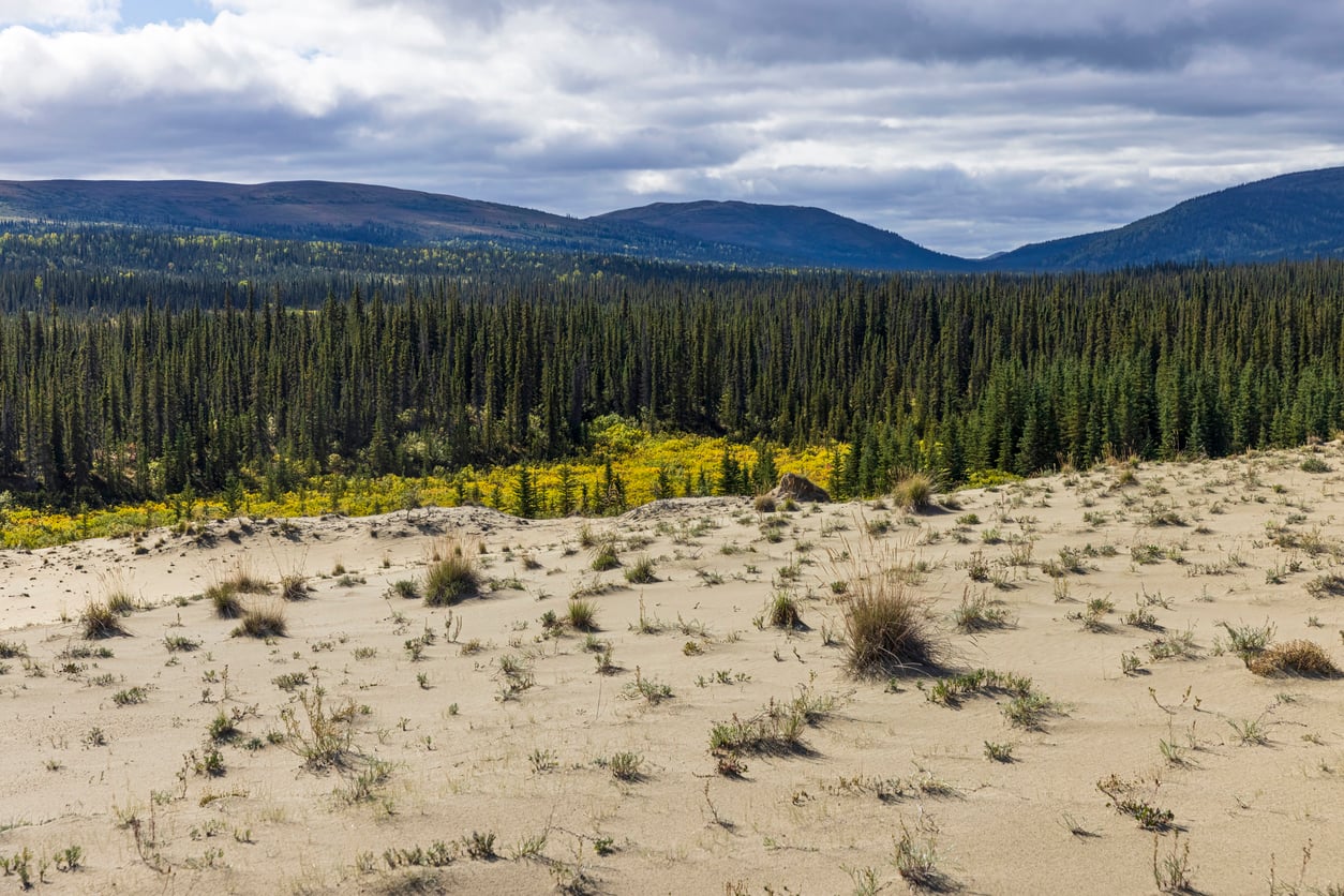 Sandy ground with sparse grass tufts in the foreground, dense pine forest in the middle, and rolling hills under a cloudy sky in the background.