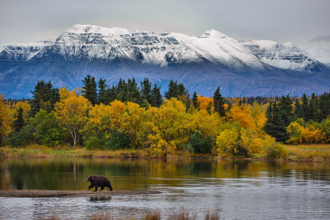 A bear walks along the edge of a calm lake, surrounded by trees with autumn foliage, seemingly unburdened by worries like credit card debt. Snow-capped mountains rise in the background beneath a cloudy sky.