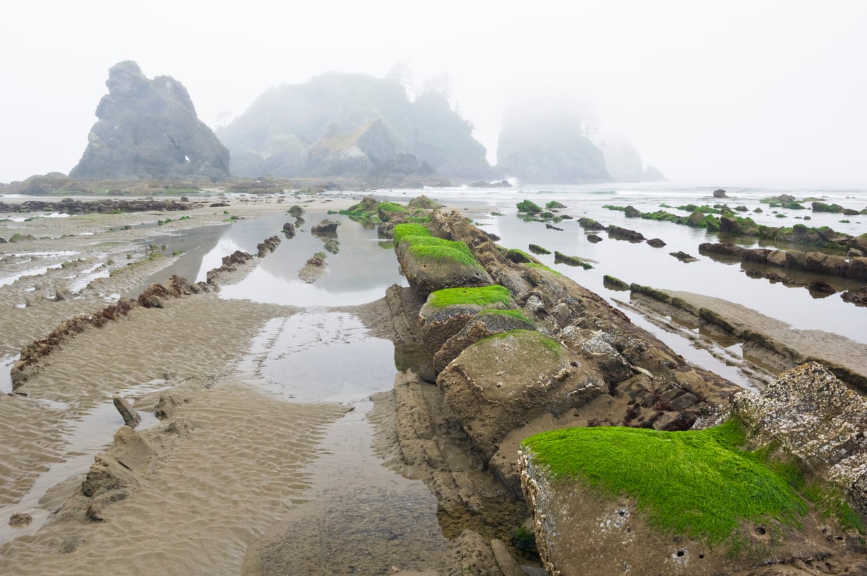 Rocky shoreline with green moss-covered rocks and tide pools, leading toward large rock formations and foggy cliffs in the background. The sky is overcast, creating a serene coastal scene.