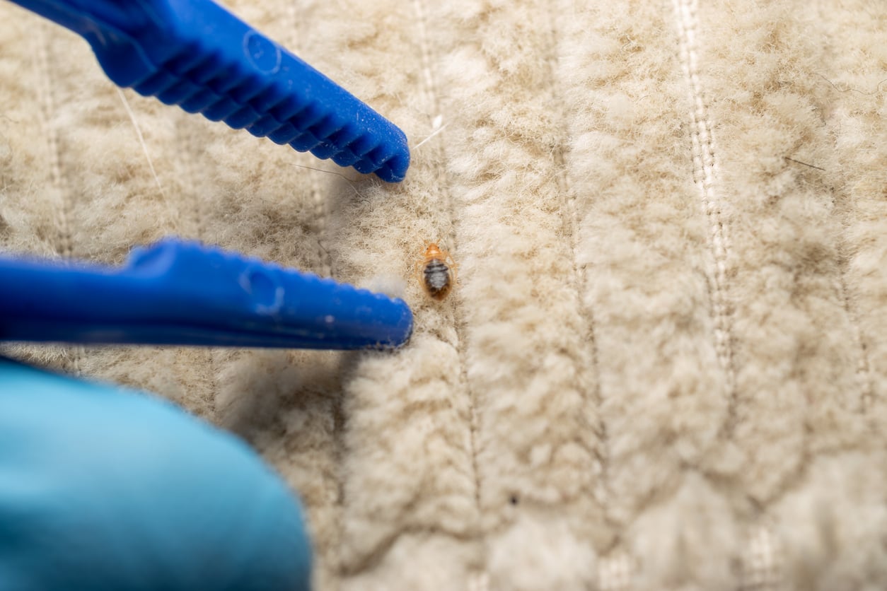 A close-up of blue tweezers holding a small bug on a textured, light-colored fabric surface, possibly a mattress—highlighting the importance of hotel room safety.