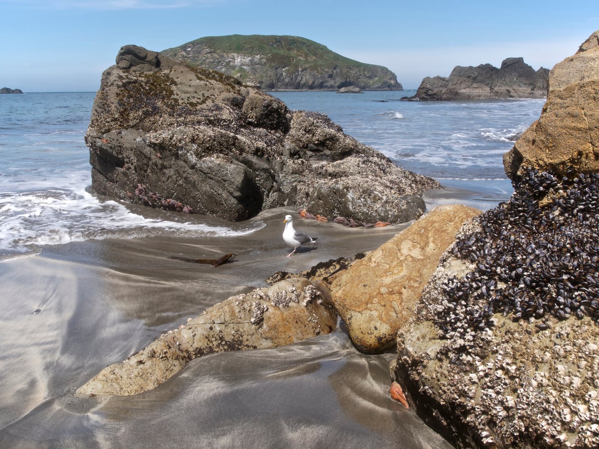 A seagull stands on a sandy beach surrounded by large, barnacle-covered rocks with ocean waves and a distant green island under a clear blue sky.