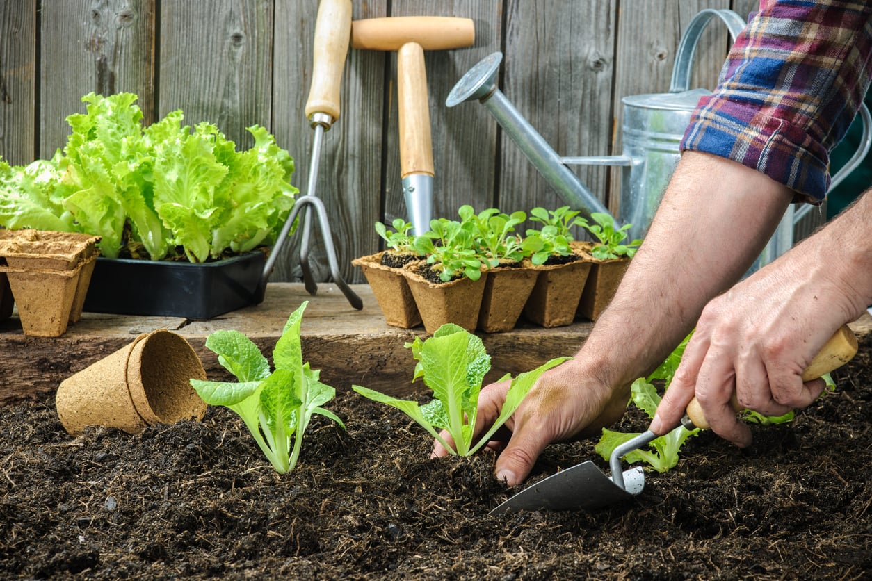 A person planting young lettuce seedlings in soil with a small trowel—showcasing gardening as one of many budget-friendly hobbies. Gardening tools, potted plants, and a watering can are visible on a wooden surface in the background.