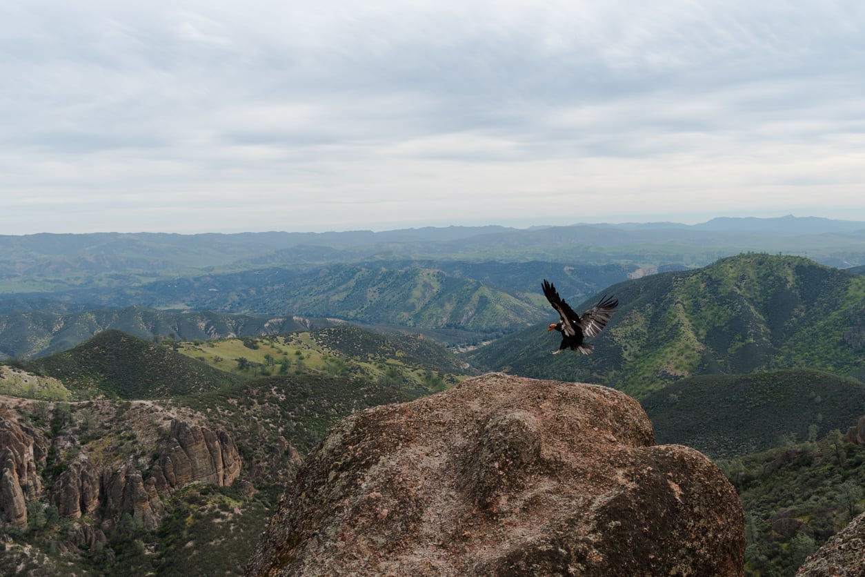 A large bird with outstretched wings takes off from a rocky outcrop, overlooking a vast landscape of rolling green hills and mountains under a cloudy sky.
