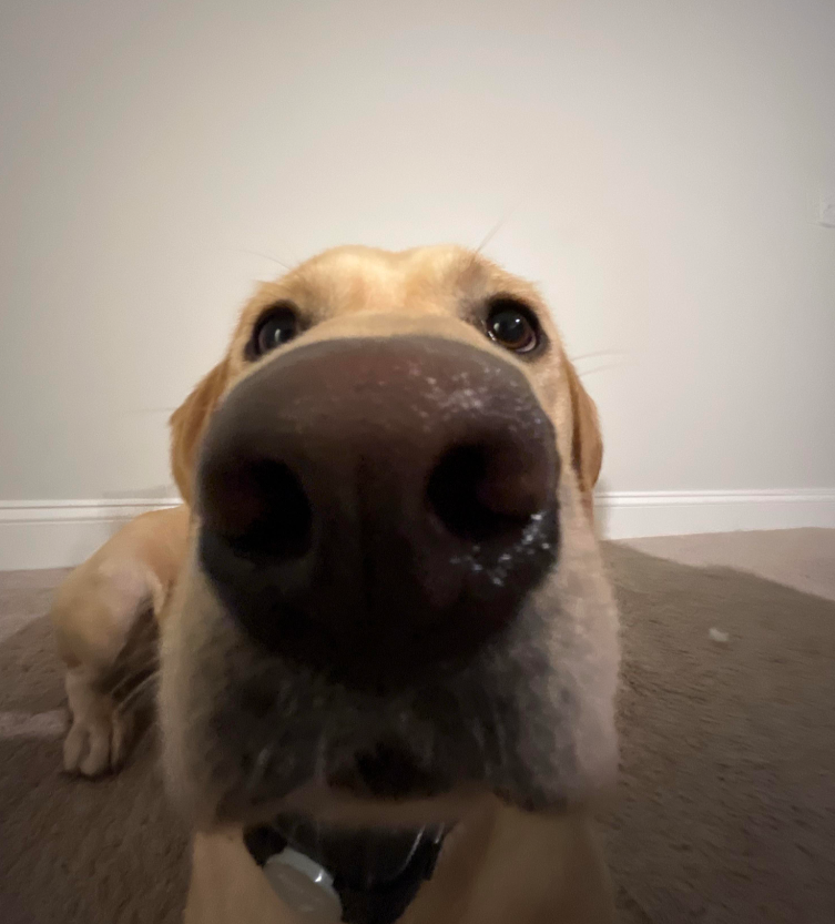 A close-up, wide-angle view of a yellow Labrador retriever’s face, with its large nose front and center—reminiscent of the curious sniffing dogs do around everyday products. The background is a plain beige wall and carpeted floor.