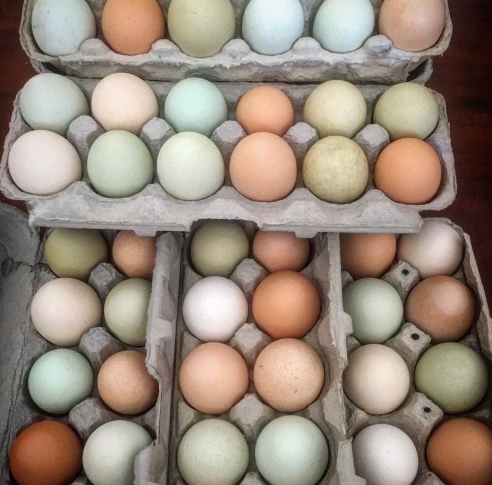 Three open egg cartons filled with a mix of brown, white, and pale green eggs, arranged neatly in rows. The eggs display natural variation in color and texture—a reminder of products getting more expensive because of tariffs.