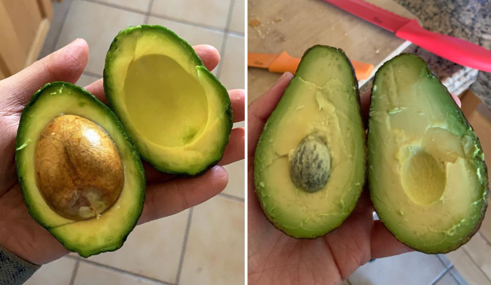 Two hands each hold a halved avocado, showcasing common grocery items. The left has a normal large pit; the right reveals an unusually small, shriveled pit, both surrounded by ripe green flesh.