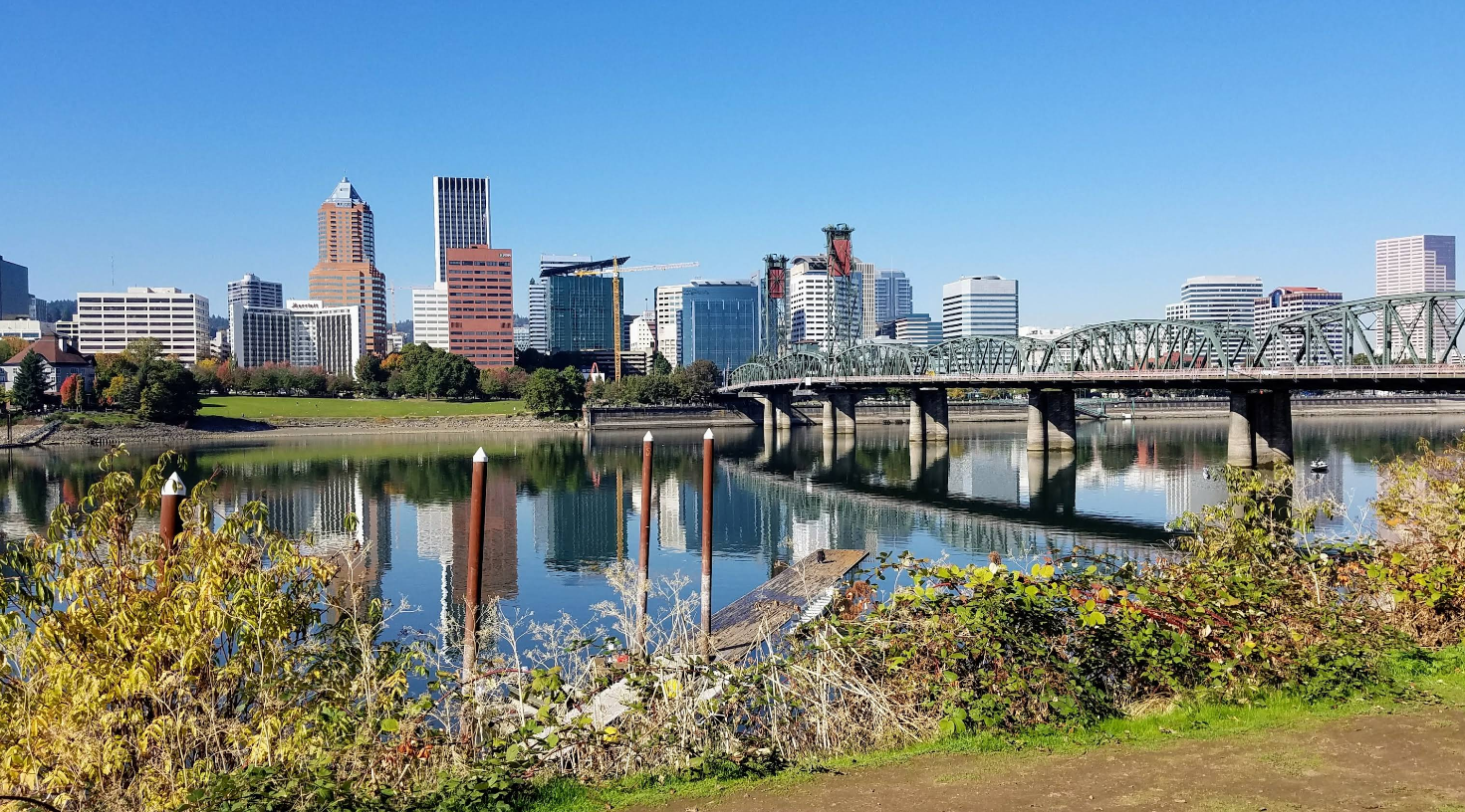 A city skyline with tall buildings and a bridge reflected in a calm river under a clear blue sky, where green and yellow plants frame the view—an inviting scene where travelers save memories of tranquil beauty.