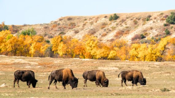 Five bison graze on a grassy plain in one of America&rsquo;s hidden National Parks, framed by vibrant yellow autumn trees and rolling hills beneath a clear sky.