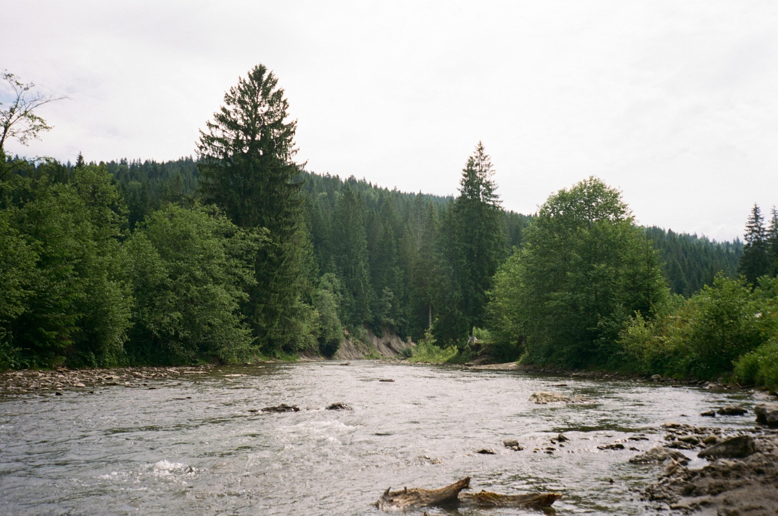 A clear river flows through a lush green forest with tall evergreen trees and dense foliage on both sides, set against a backdrop of rolling hills under a cloudy sky.