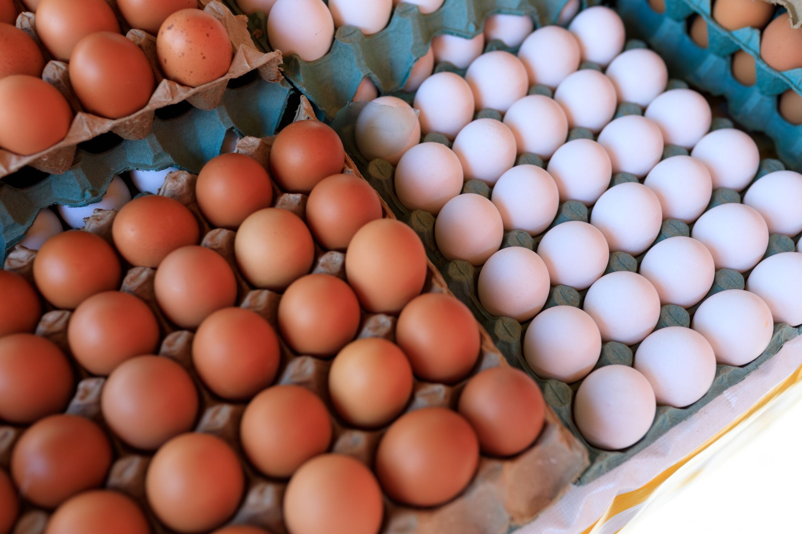 Several cartons of eggs are arranged side by side, with brown eggs in some cartons and white eggs in others, showing a contrast in color and similar size.