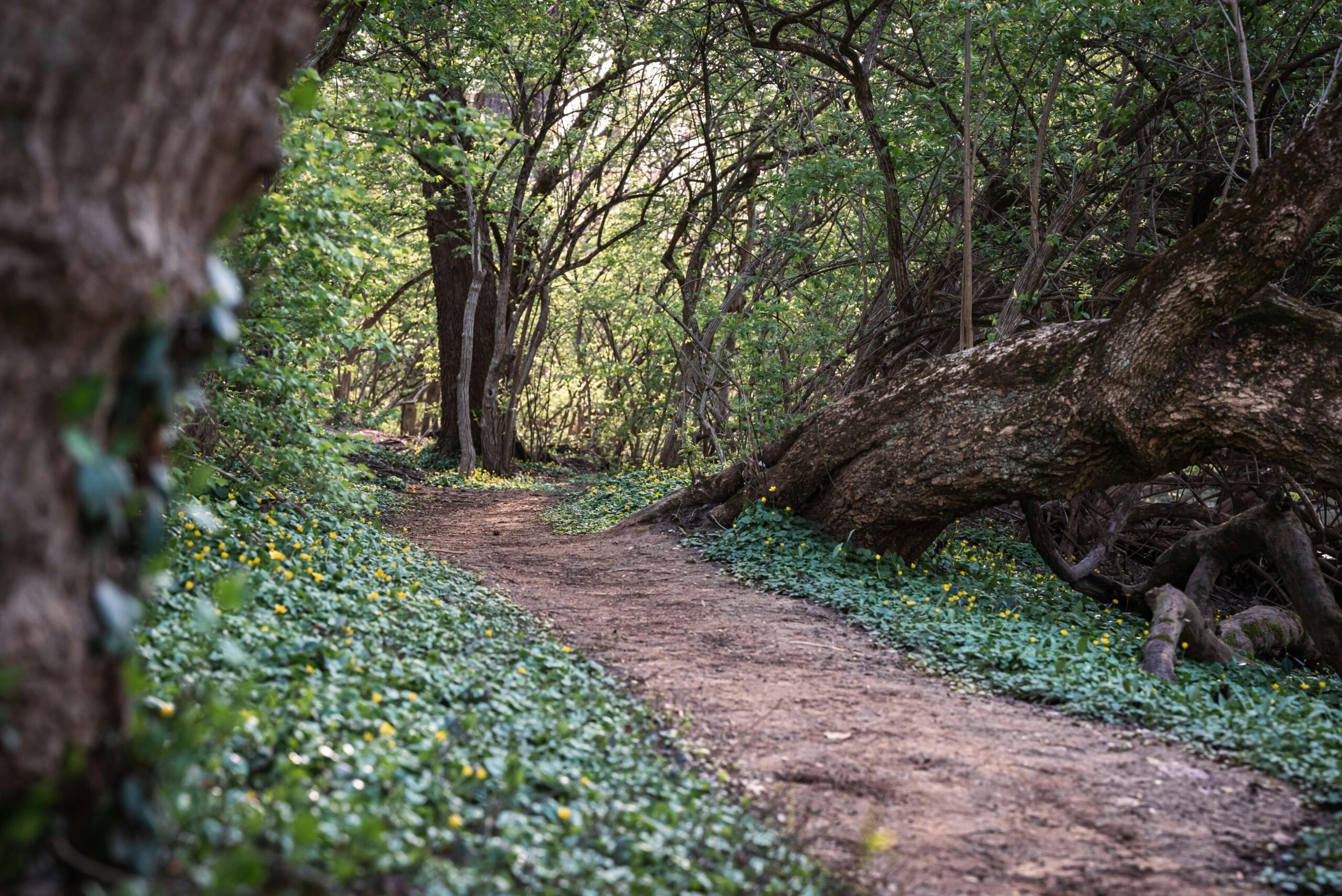 A dirt path winds through a dense, green forest with leafy ground cover and tall trees providing shade. Sunlight filters through the branches, creating a tranquil, inviting atmosphere.