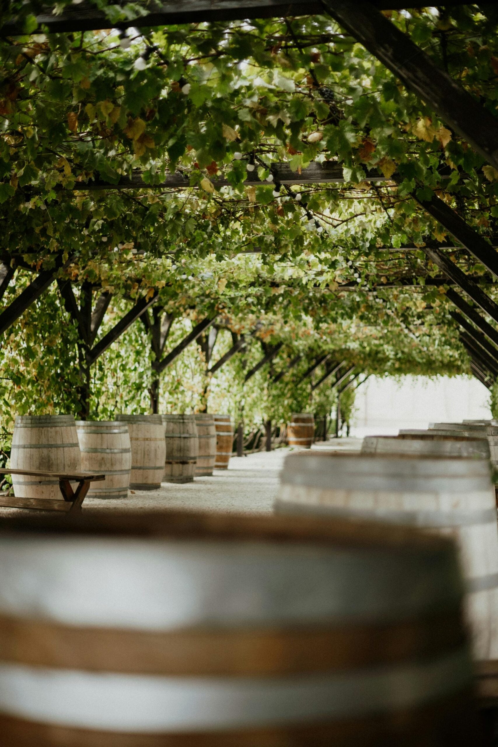 Rows of wooden barrels sit beneath a canopy of green grapevines, supported by a wooden trellis, creating a shaded pathway in an outdoor vineyard or winery setting.
