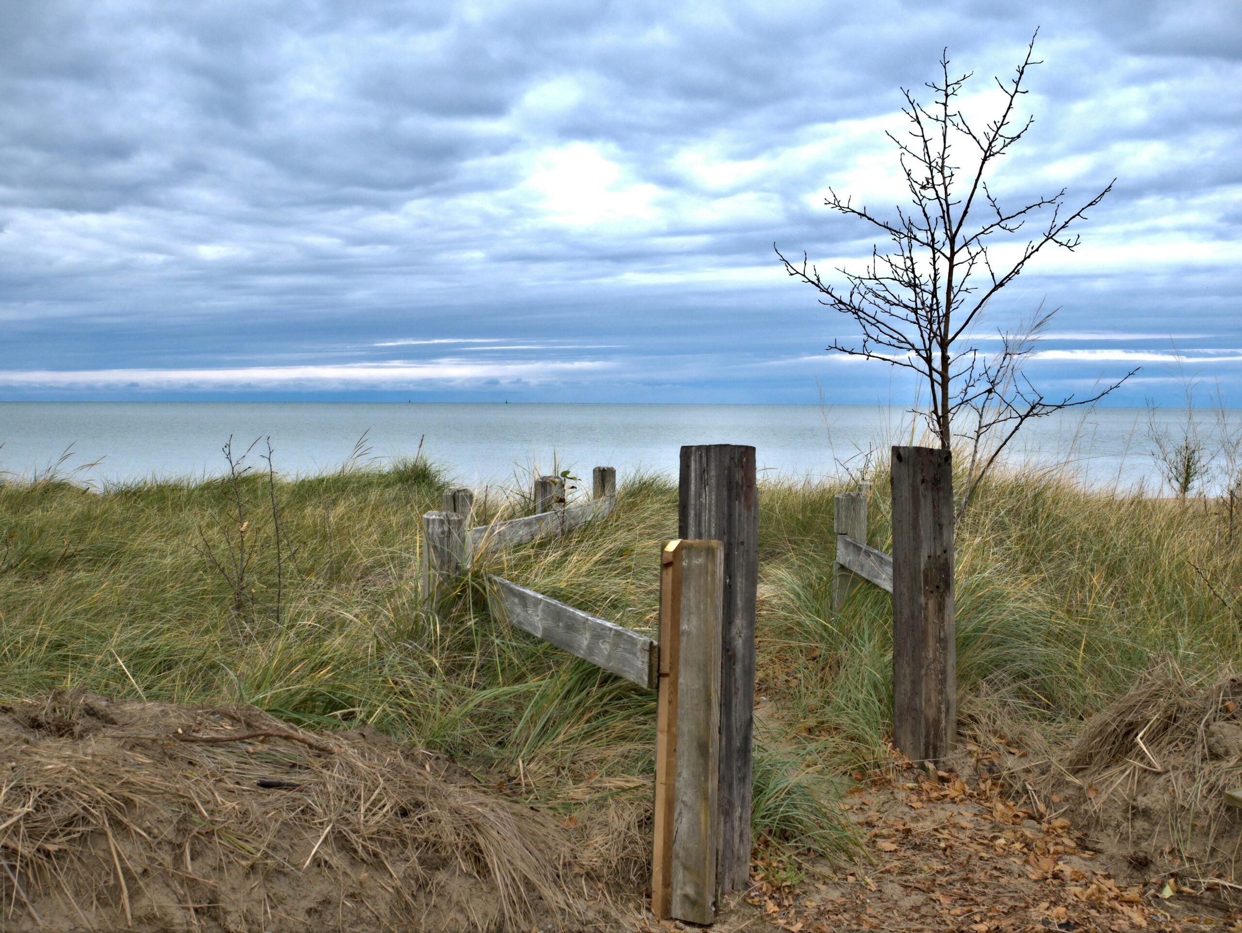 A wooden fence and a bare tree stand amid tall grass on a sandy dune, overlooking a calm body of water under a cloudy, blue-gray sky.