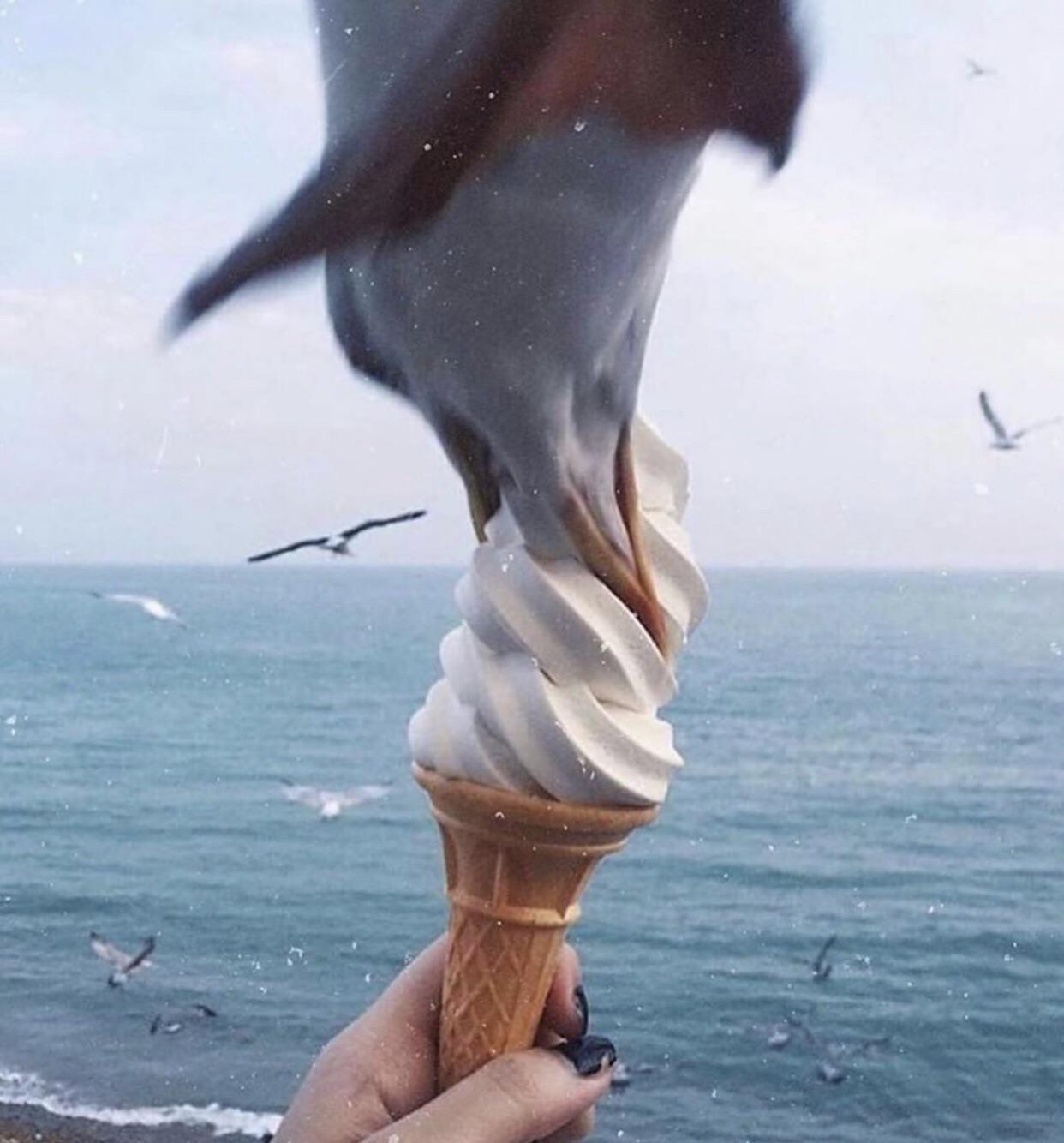 A seagull swoops down to eat a vanilla ice cream cone held by a person near the ocean, with more seagulls flying in the background.