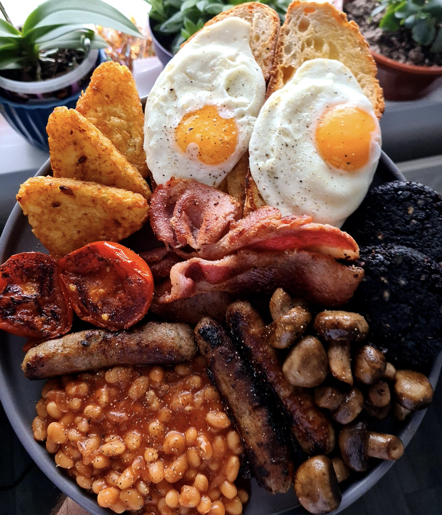 A plate with fried eggs, toast, hash browns, bacon, sausage, black pudding, baked beans, roasted tomato, and mushrooms. Potted plants are in the background.