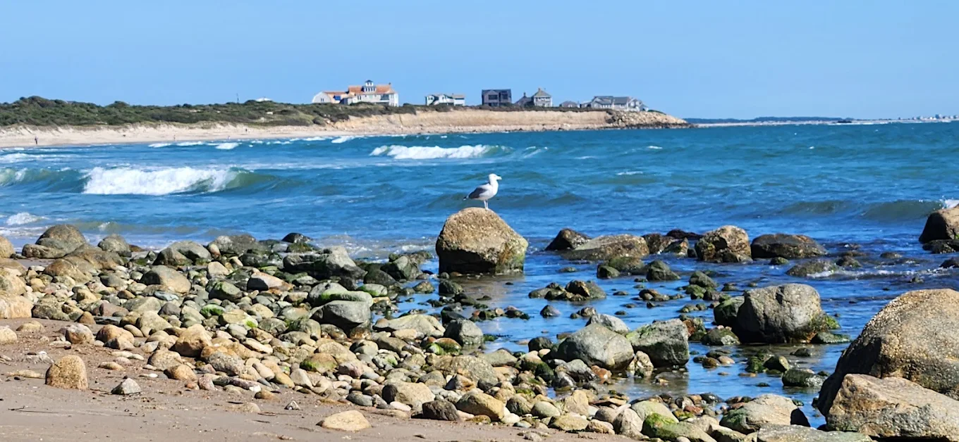 A seagull stands on a large rock surrounded by smaller rocks along a sandy beach, with waves in the blue ocean and houses on a distant shoreline under a clear sky.