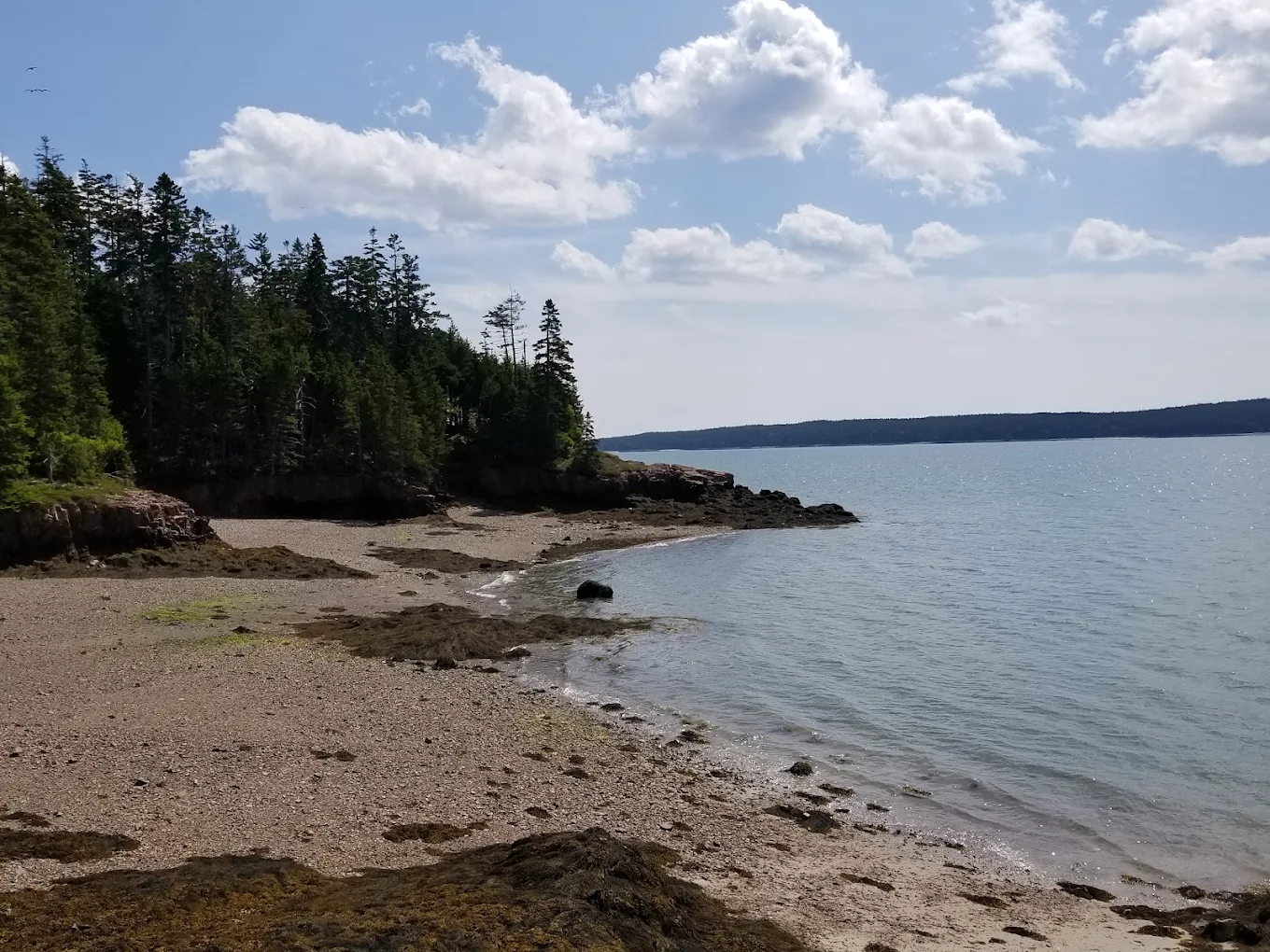 A rocky shoreline with a sandy beach curves along calm blue water, bordered by dense green pine trees under a partly cloudy sky.