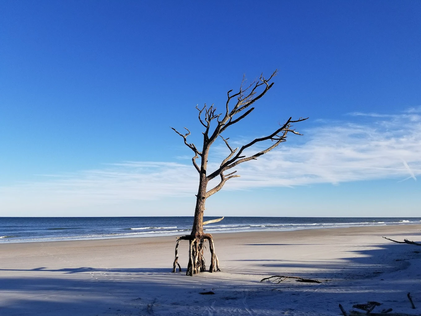 A leafless tree with exposed roots stands alone on a sandy beach near the shoreline under a clear blue sky with a few wispy clouds.