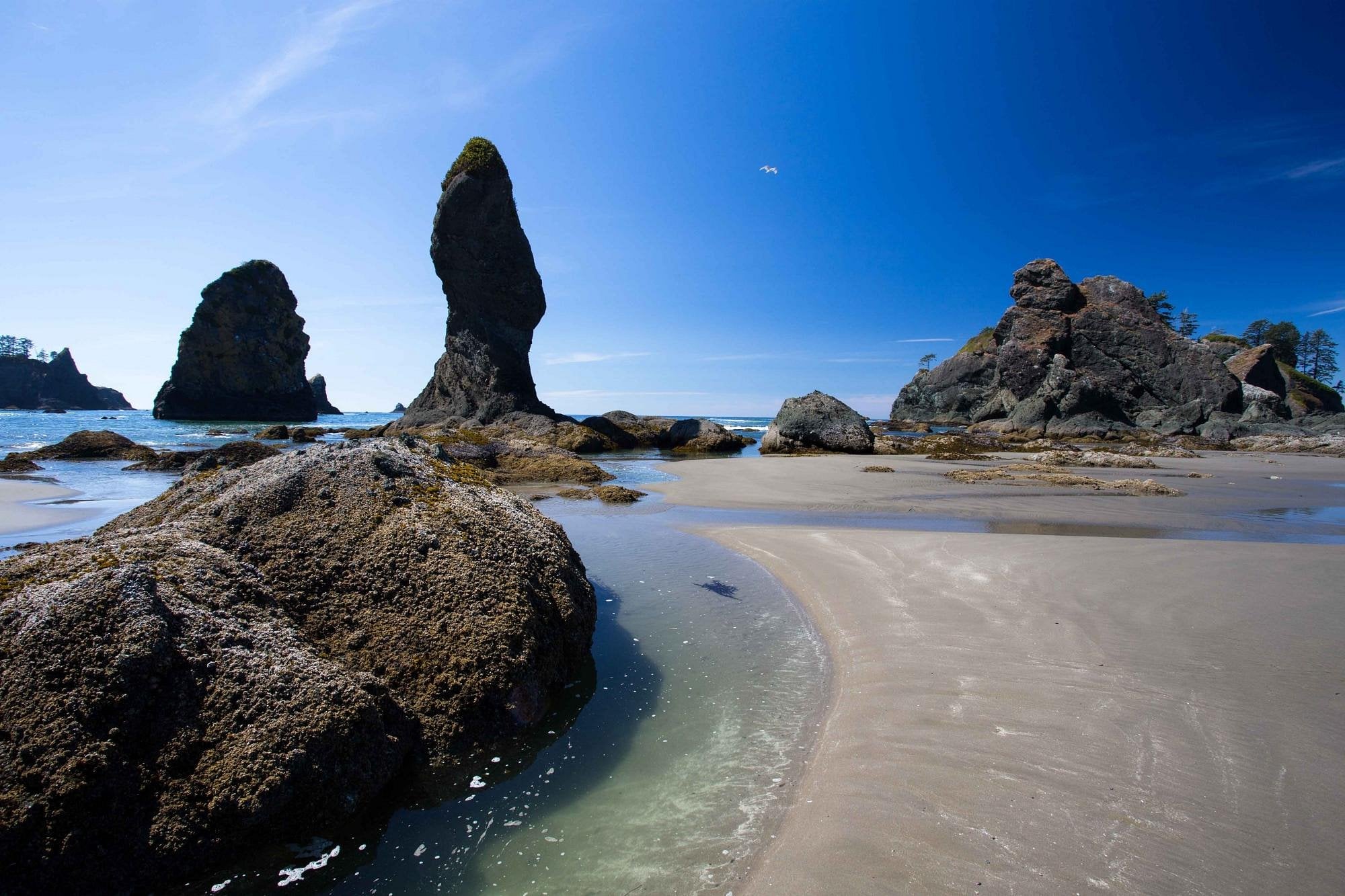 Rocky sea stacks rise from the sandy beach at low tide, surrounded by small tide pools and clear blue sky. Some seaweed and water are visible on the shore. A lone bird flies above the rocks.