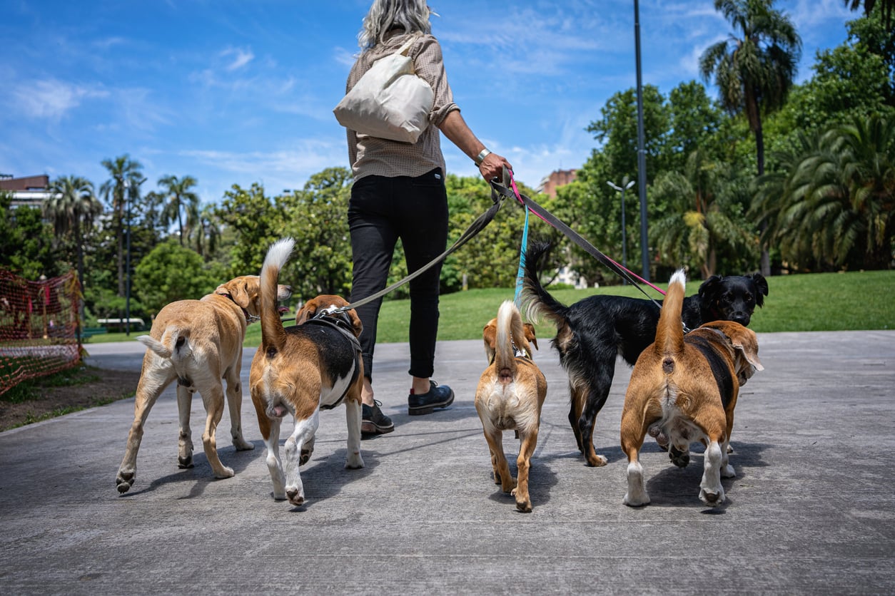 A person with gray hair walks six dogs of various breeds on leashes in a park on a sunny day, with green trees and blue sky in the background.