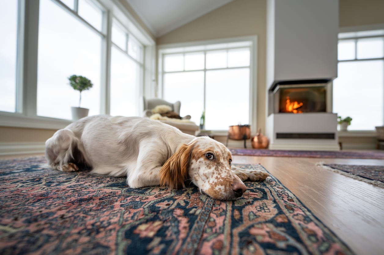 A white and brown dog lies on a patterned rug in a bright living room with large windows and a lit fireplace in the background.