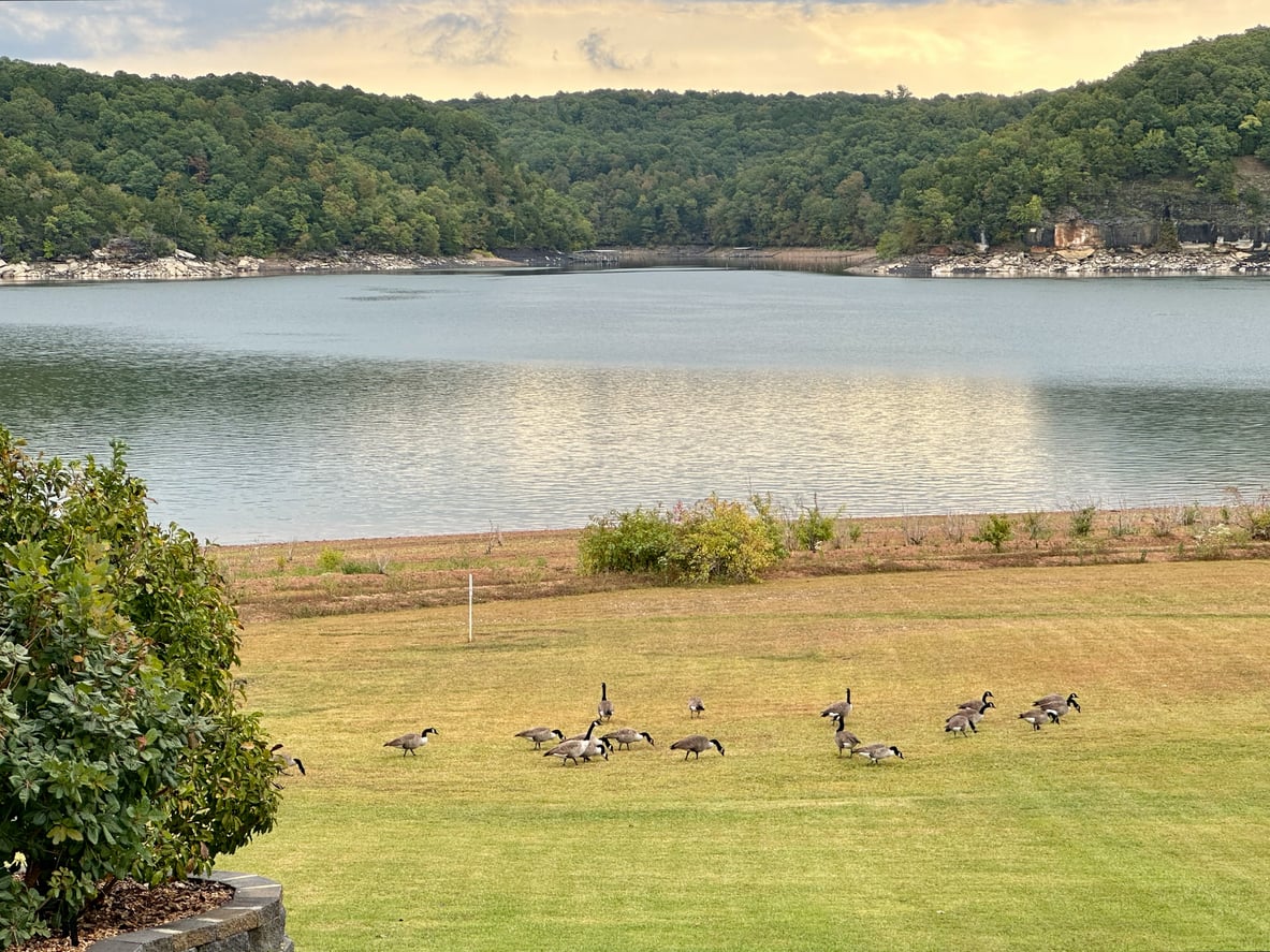 A flock of geese grazes on a grassy lawn near a large lake, with tree-covered hills and a cloudy sky in the background.