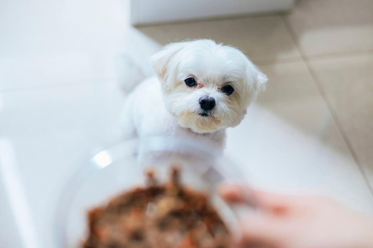 A small white dog looks up at a bowl of food being held by a person, sitting on a tiled floor with sunlight coming in—an everyday scene that reminds us how some simple moments endure, even as products people no longer buy fade quietly from our routines.