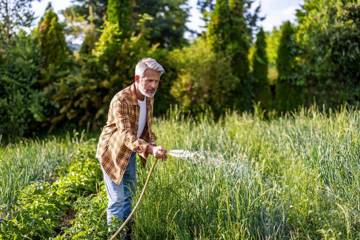 An older man in a plaid shirt waters a lush green vegetable garden with a hose, surrounded by tall grass and trees on a sunny day.