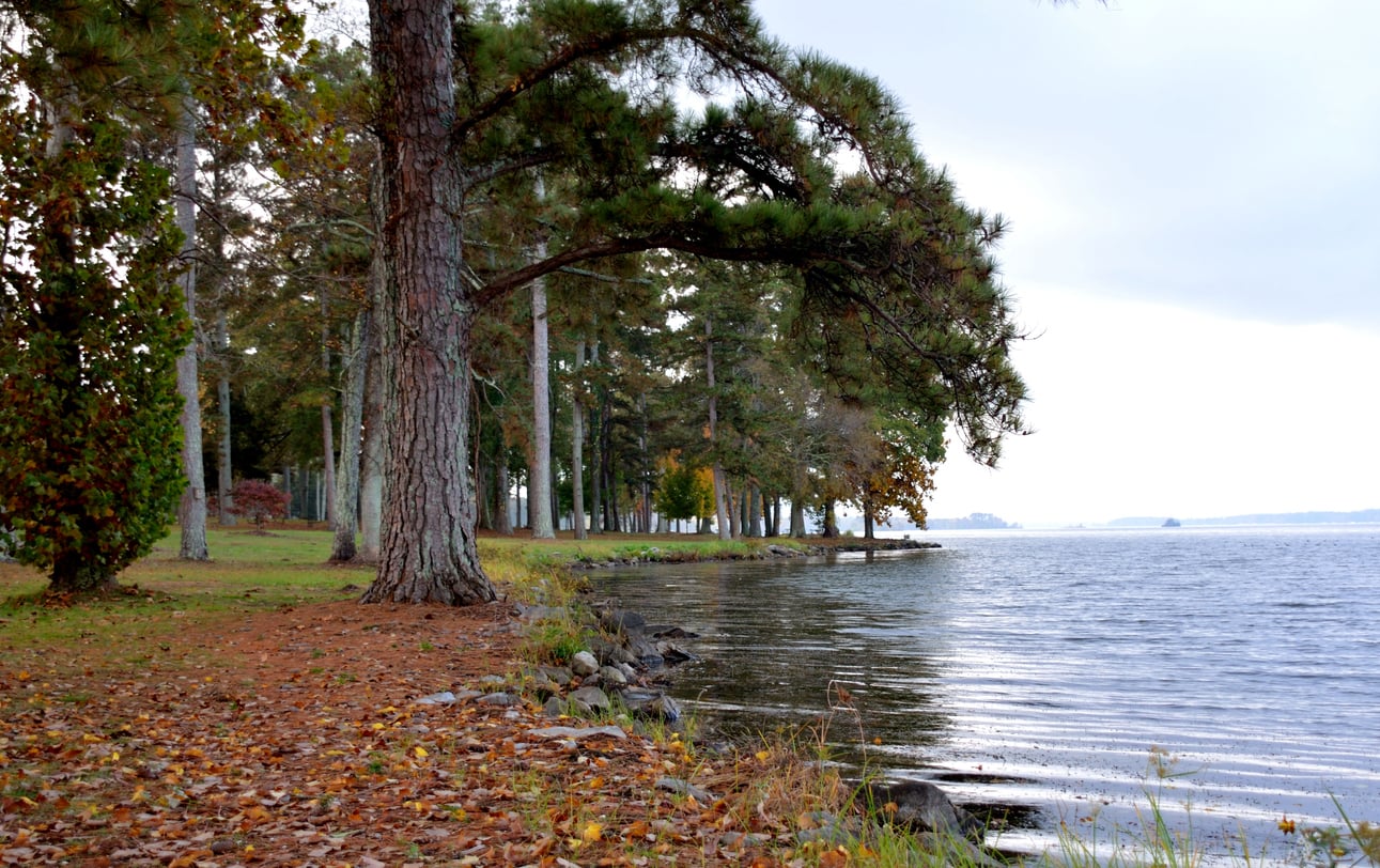 A tree-lined shore with autumn leaves covers the ground beside a calm lake under a cloudy sky.