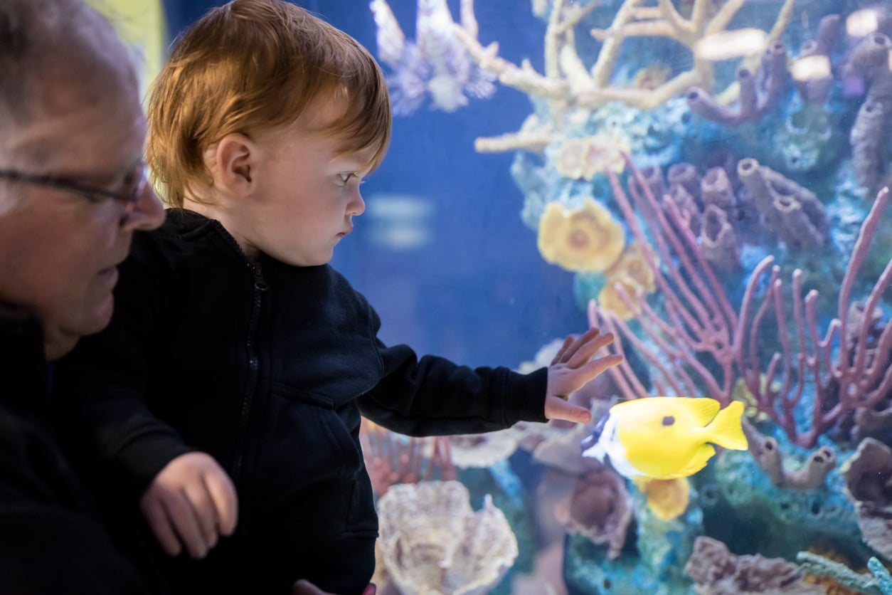 A child reaches toward a yellow fish in an aquarium while being held by an adult—a captivating scene that highlights why aquarium memberships are worth paying for. Colorful coral and sea life fill the background behind the glass, offering unforgettable moments with every visit.