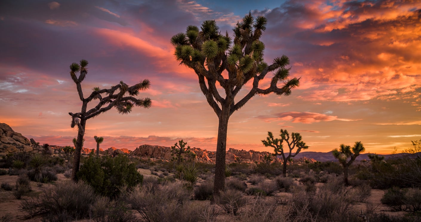 Joshua trees in a desert landscape at sunset, with dramatic clouds and a colorful sky in the background—one of the most iconic travel destinations on the West Coast. Rocky hills and sparse vegetation appear throughout the scene, creating a captivating view unique to this remarkable region.