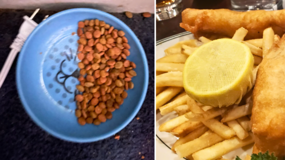 A blue pet bowl half-filled with brown kibble sits beside a plate of fish and chips topped with a lemon slice, creating one of those interesting food photos that capture the playful combination of pet and human meals.