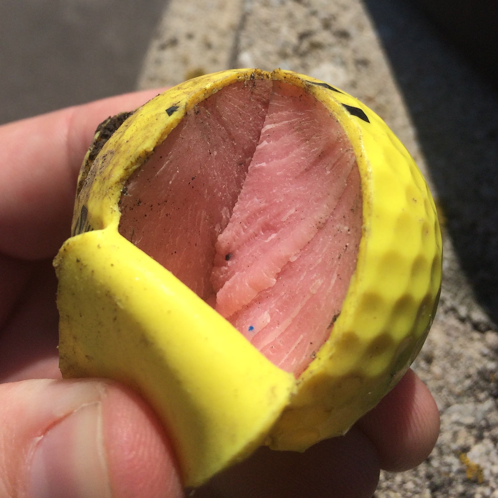 A hand holds a yellow golf ball with its outer layer peeled back, revealing a pink, raw meat-like inside.