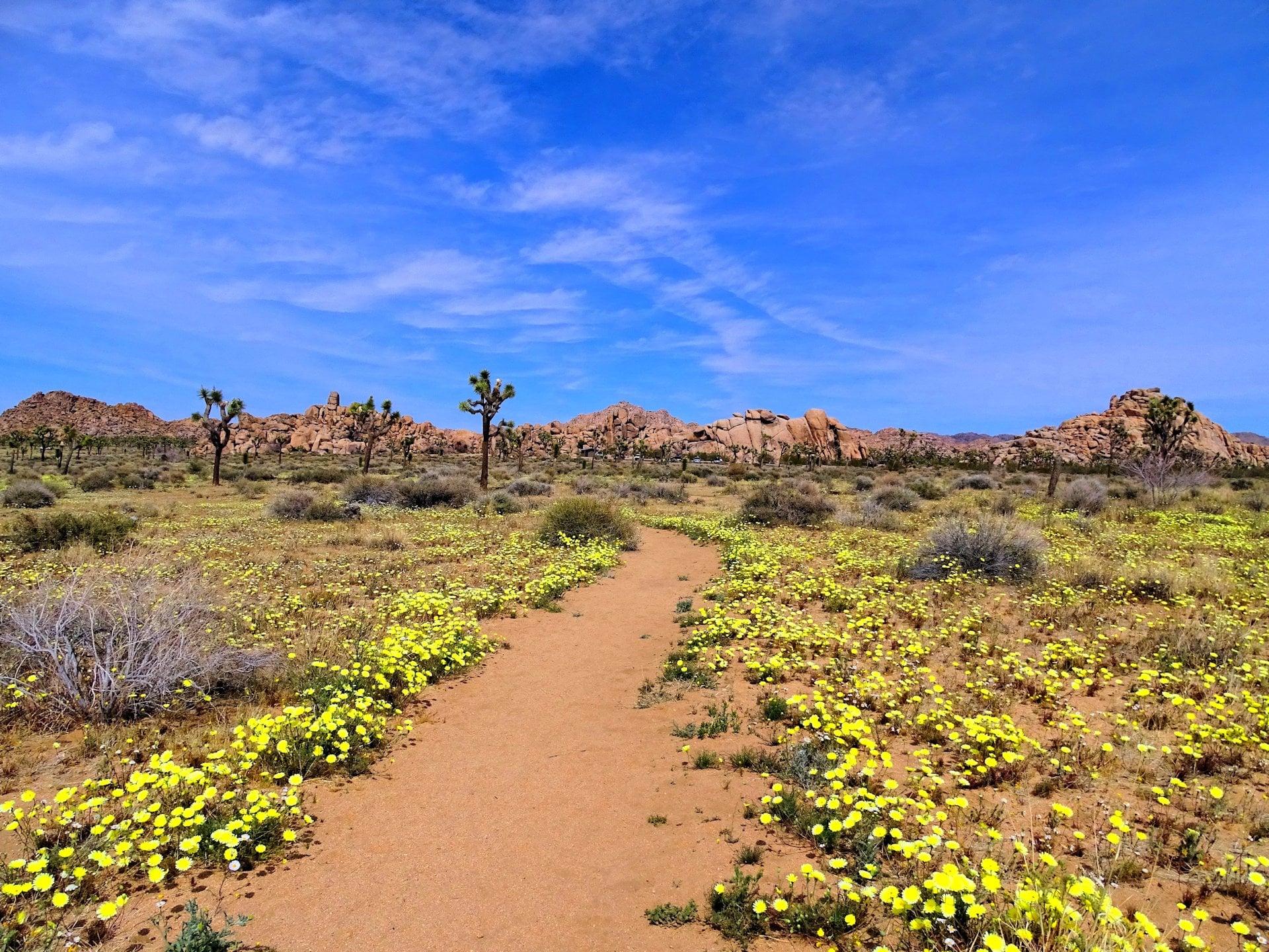 A dirt path winds through a desert landscape with yellow wildflowers, sparse bushes, and Joshua trees under a bright blue sky with wispy clouds. Rocky hills are visible in the background.