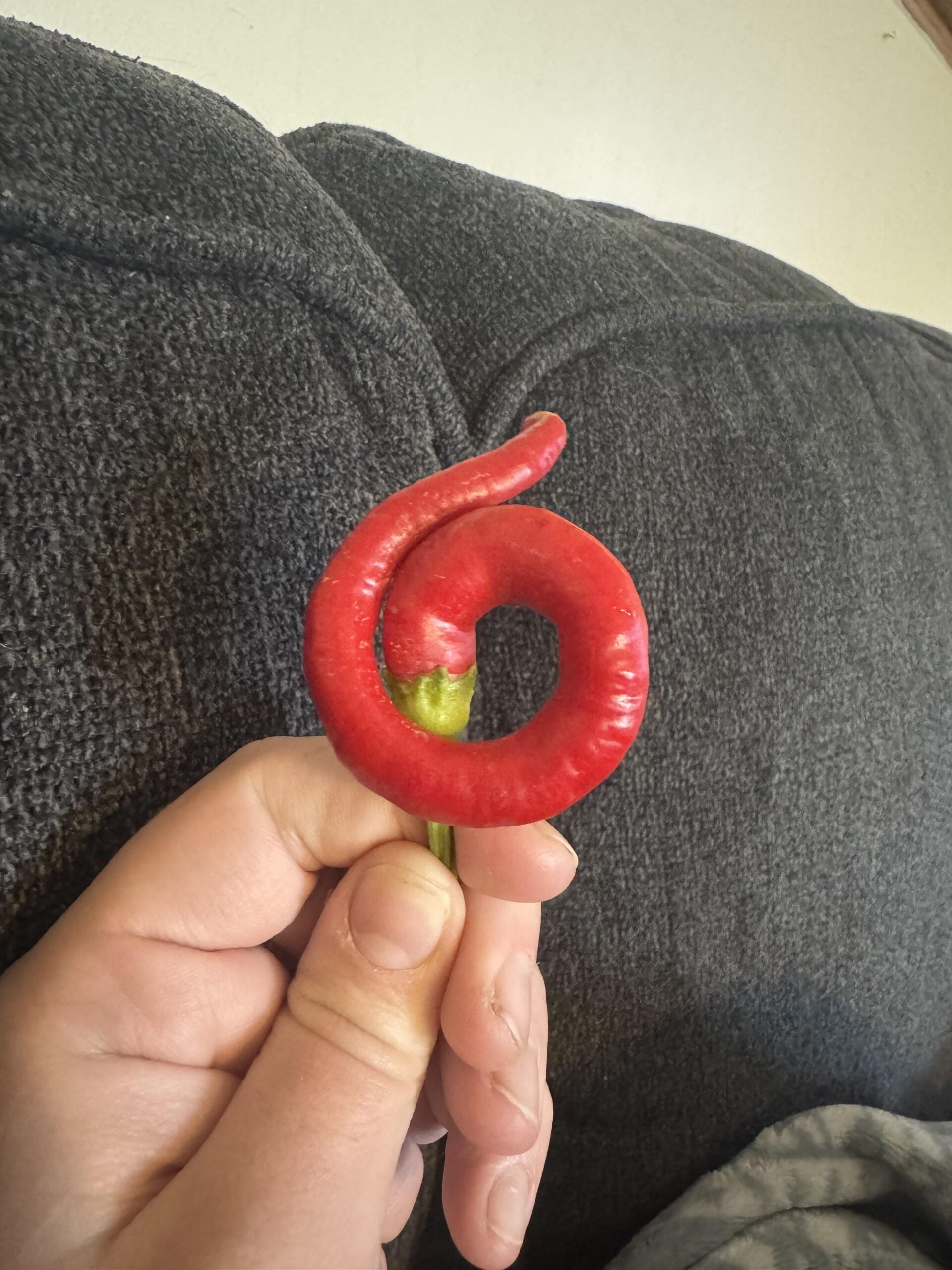 A hand holds a red chili pepper curled into a spiral shape, resembling the number six, with a green stem. The background is a dark gray fabric couch.