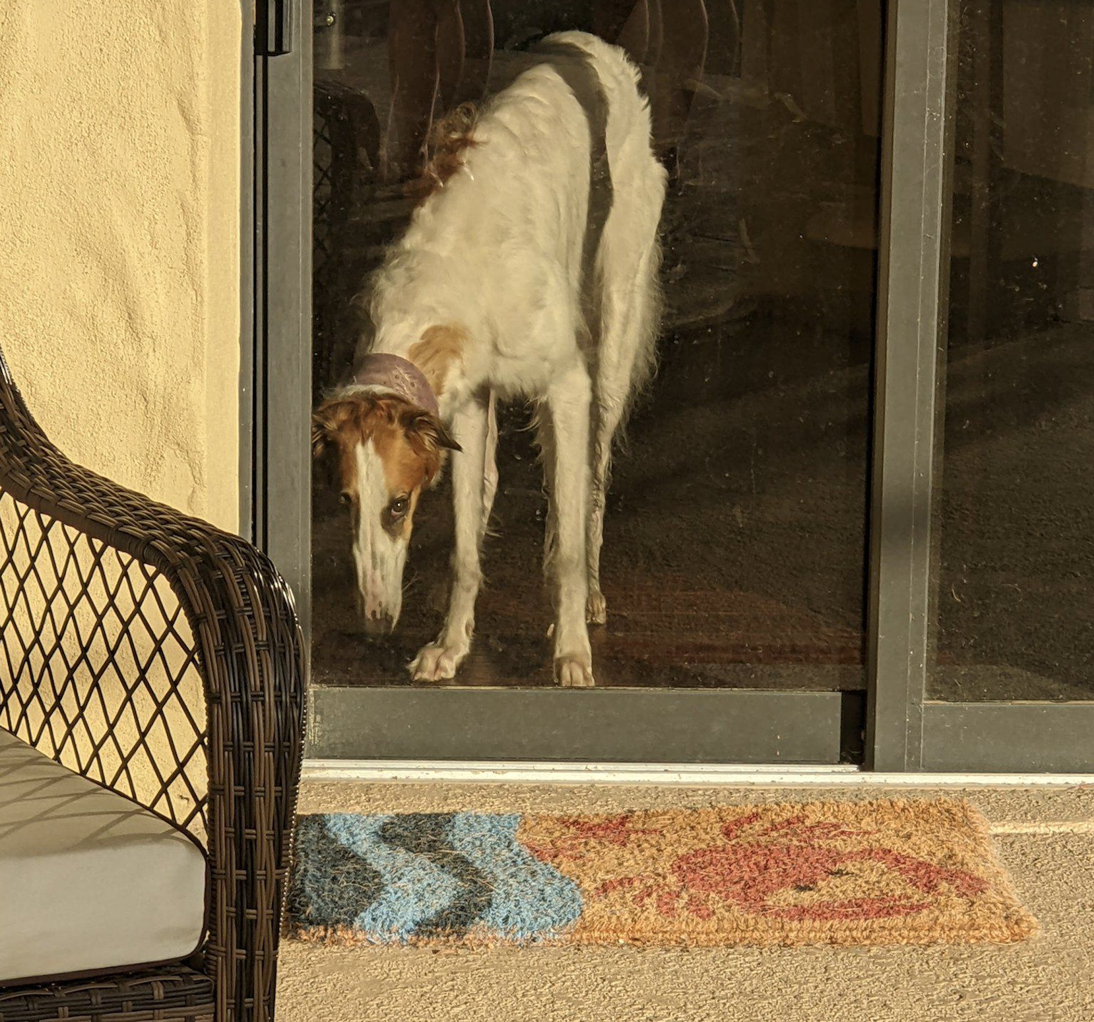 A dog with a white and brown coat stands indoors behind a glass door, looking down. Sunlight casts shadows, and a colorful doormat and a wicker chair are visible outside.