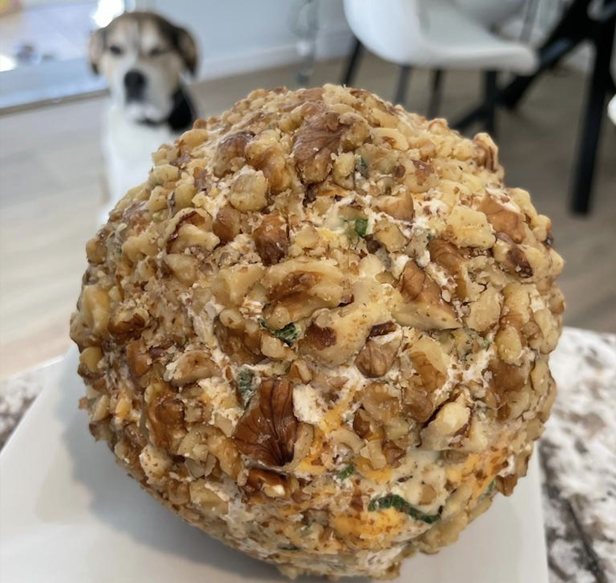 A large, round cheese ball covered with chopped walnuts sits on a plate, with a dog in the background staring at the food.