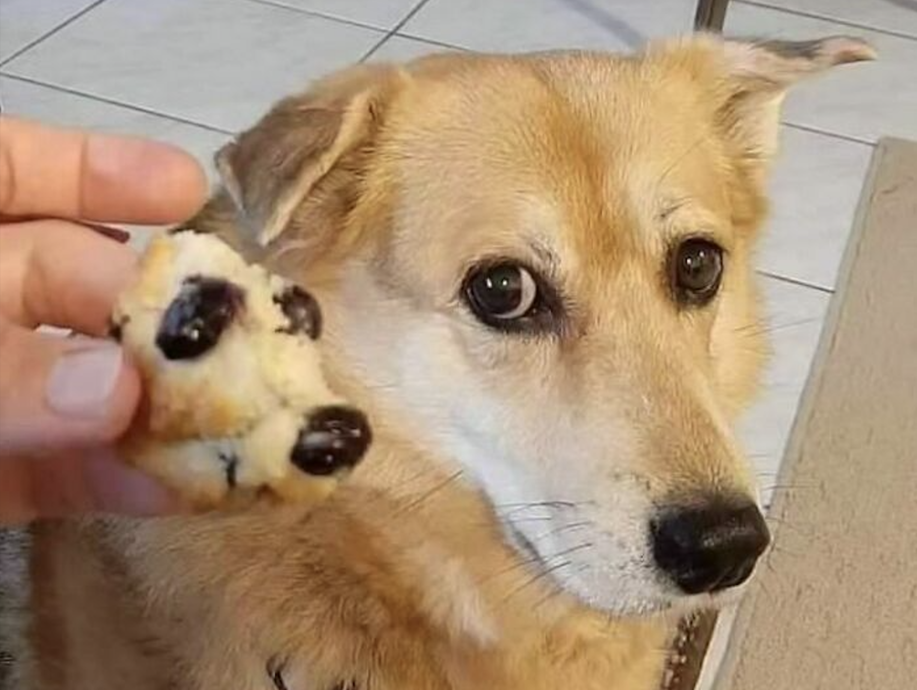 A hand holds a cookie resembling a dog’s paw in front of a tan dog, who looks at the camera with wide, expressive eyes.