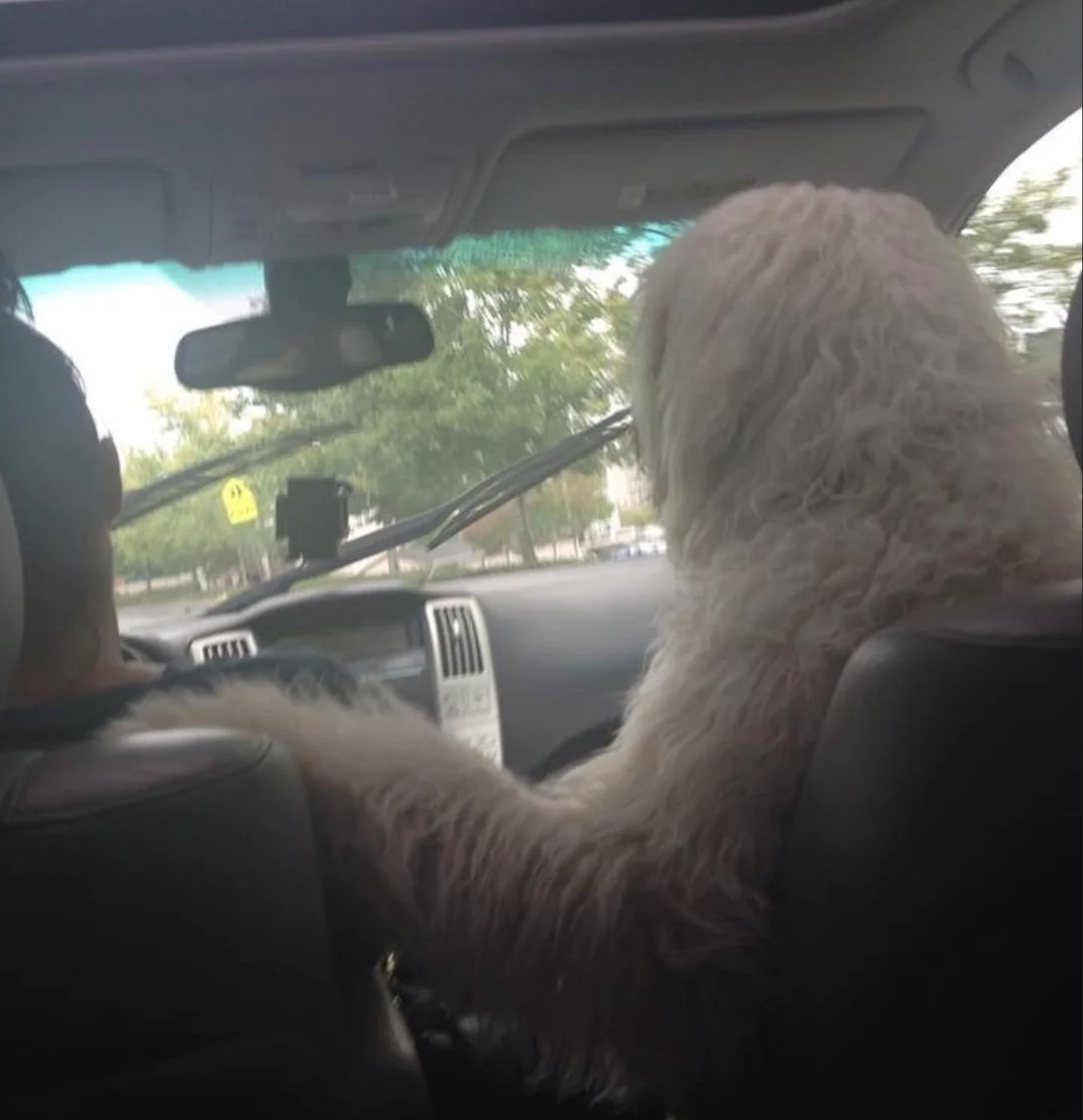 A person in a furry white costume sits in the passenger seat of a car, reaching out to touch the driver’s shoulder. Trees and a street are visible through the windshield.