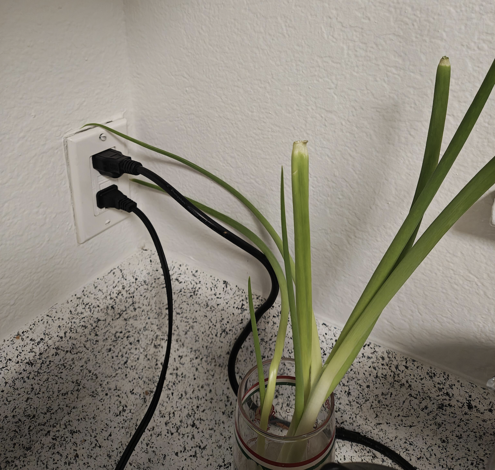 A jar with green onion stalks growing in water sits on a speckled countertop next to an electrical outlet with two black cords plugged in.