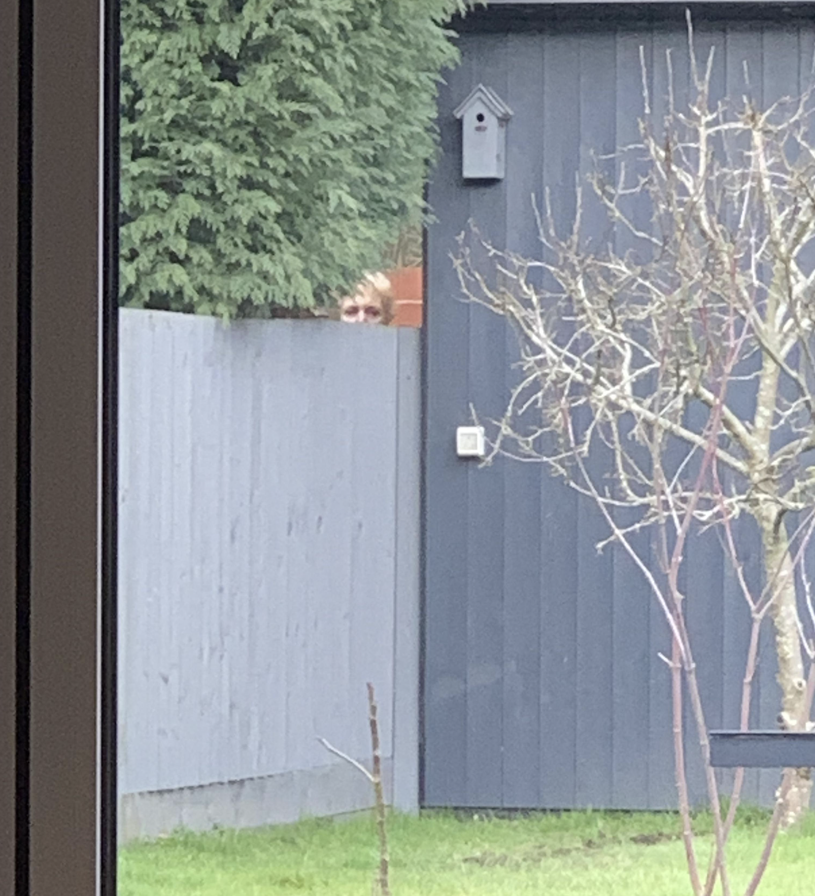 A small animal, possibly a dog, peeks over a gray wooden fence next to a garden with a leafless tree and a birdhouse on a shed in the background.