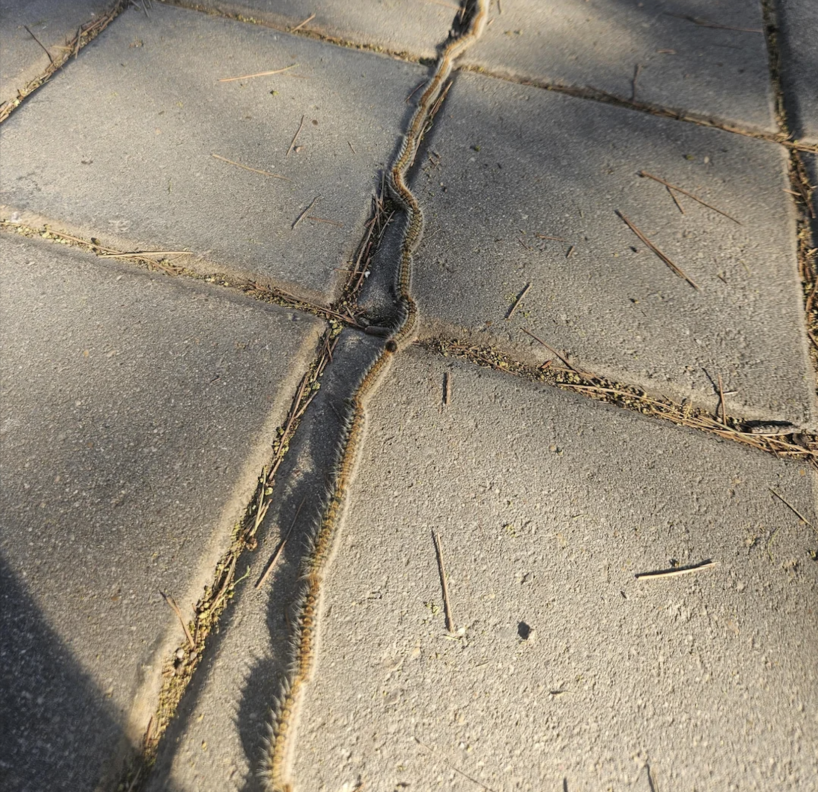 A line of caterpillars travels in single file along the gaps between concrete paving stones, following each other closely in the sunlight.