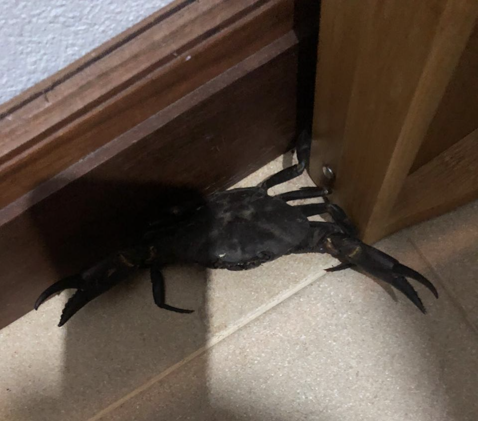 A dark-colored crab is positioned in the corner between a wooden door and a wall, on a tiled floor indoors.